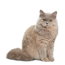 Британская длинношерстная порода кошек (British Longhair)