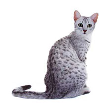 Порода кошек Египетский Мау (Egyptian Mau) 