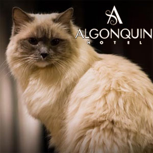 Кошки Algonquin Hotel