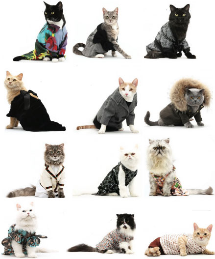Моднаяколлекция дизайнерской одежды для кошек 2011 от United Bamboo.