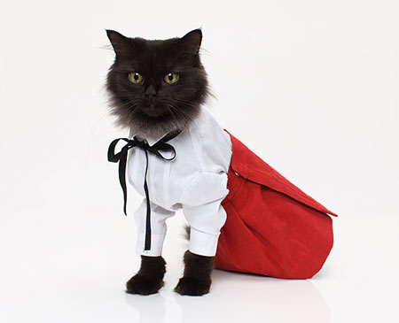 Модная одежда для кошек от United Bamboo - строгий наряд для торжественных случаев