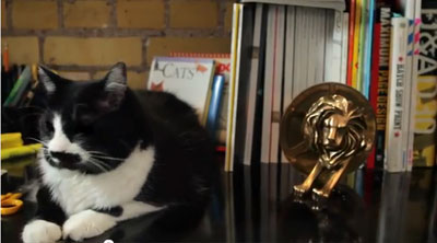 Catvertising - кошки в офисе рекламного агентства John St.