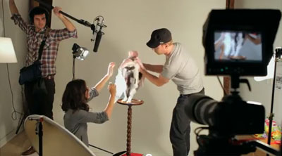 Съемка видео роликов с кошками - Catvertising 