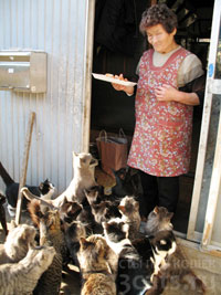 Местные жители кормят кошек. расселившихся по всему острову Таширо