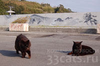 Окшки расселились по всему острову Таширо, который прозвали кошачьим островом
