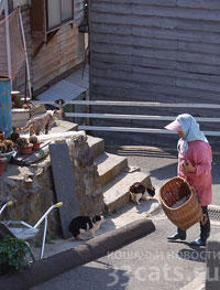 На Кошачьем острове в Японии местные рыбаки отдают кошкам часть улова