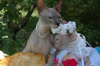 Новая мода - свадебные церемонии для кошек