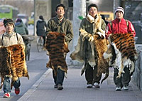 Китайские торговцы продают шкуры редких животных