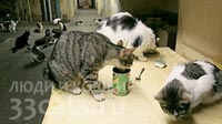 Кошкин дом для эрмитажных котов