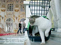 История котов в музее Эрмитаж
