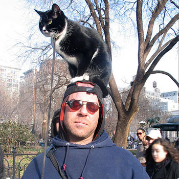 Человек с котом на голове из Нью-Йорка