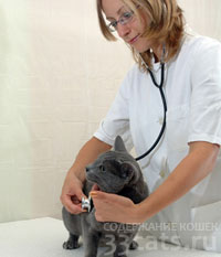 кошка: необходимые визиты к ветеринару