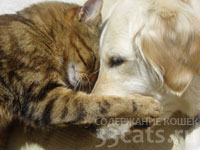 Кошки и собаки могут жить дружно