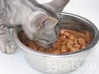 Выбирайте готовый кошачьи корма премиум класса