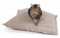 Когтедерка  подушка для кошки