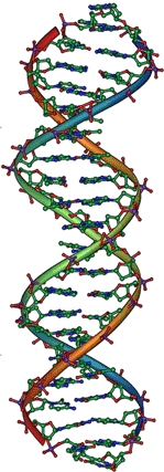 Молекула ДНК (дезоксирибонуклеиновая кислота)