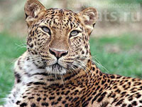 Дальневосточный (амурский) леопард (Panthera pardus orientalis)