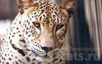Переднеазиатский леопард (Panthera pardus tulliana)