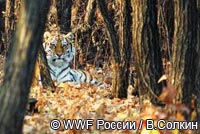 Восстановление популяции амурского тигра