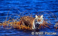 Амурский тигр (Panthera tigris altaica)