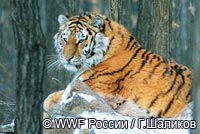 амурский (сибирский) тигр на Дальнем Востоке