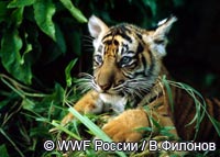 Детеныш амурского (уссурийского) тигра