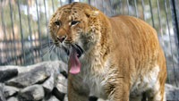 Лирг - гибрид самца льва и самки тигрицы