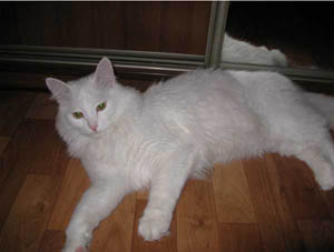 У меня дома живет кот Пуша породы турецкая ангора.