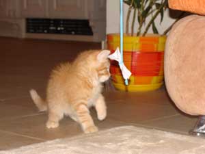 Котенок играет с бантиком