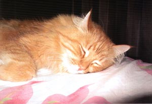 Кот ложиться на одеяло и сладко сопит