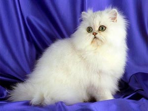 кошка персидской породы