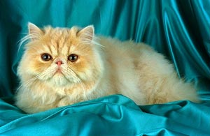 Персидская кошка - порода длинношерстных кошек