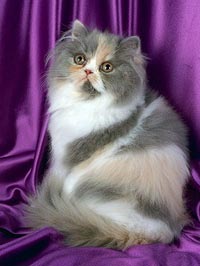 Персидская кошка редкого окраса