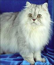 Перс - королевская кошка