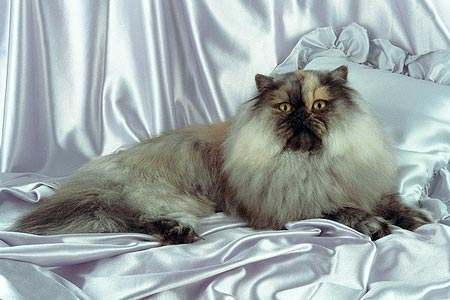 История персидских кошек