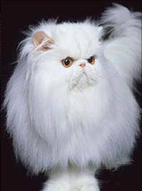 Кошка Нюша персидской породы