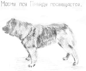 Прайд - собака породы кавказская овчарка