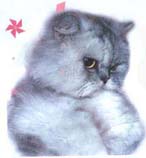 Персидская кошка Сова