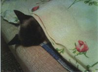 Кошка Соня сладко спит под одеялом