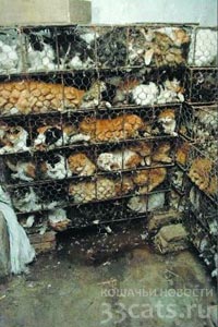 Китайские активисты при помощи полиции спасли 800 кошек от торговцев живым товаром