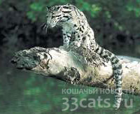 борнейский дымчатый леопард