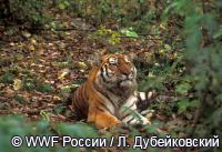 Необдуманный выстрел в тигра или леопарда обойдется в полмиллиона рублей