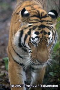 Россия может стать лидером всемирного движения в защиту тигра