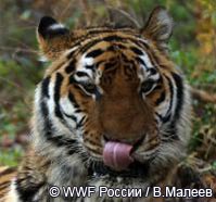 Мониторинг амурского тигра
