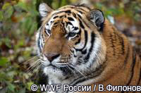 Владивосток станет местом встречи специалистов по тигру