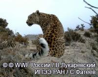 Историческое событие: на Российский Кавказ прибыли леопарды из Туркмении