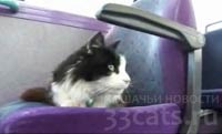 Каспер - кот путешественник