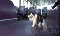 Любимое место кота  - напереднем сиденье автобуса