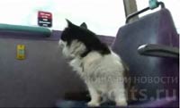 Кот совершает поездки на автобусе уже несколько месяцев