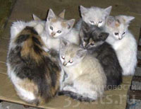 Бродячие кошки поселились в заброшенном доме в Блэкстоуне